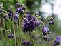 Aquilegia Blue Barlow_1